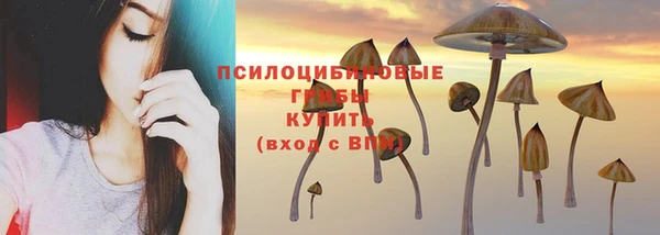 стаф Медногорск